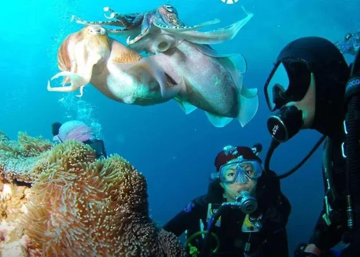 Tortuga Dafni Bay Diver's Paradise By 